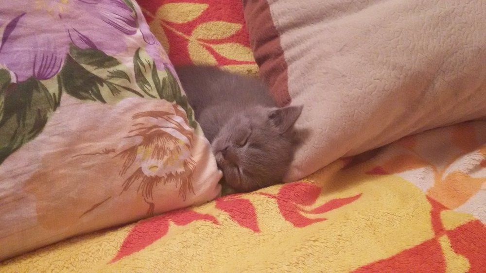 просто сплю