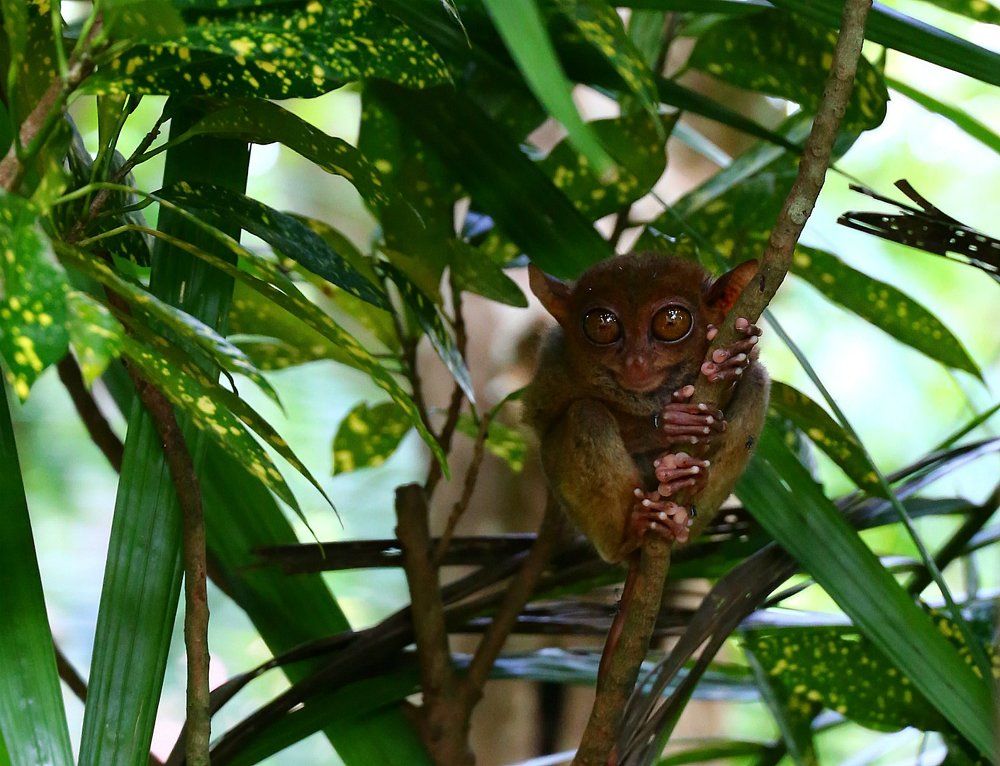 Тарсиер