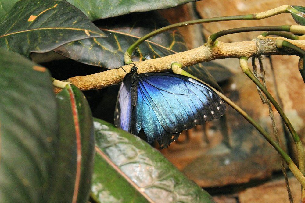 morpho
