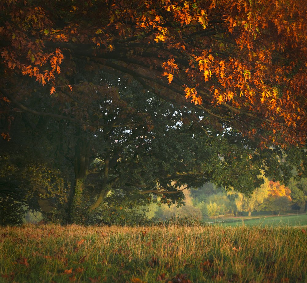 Просто осень