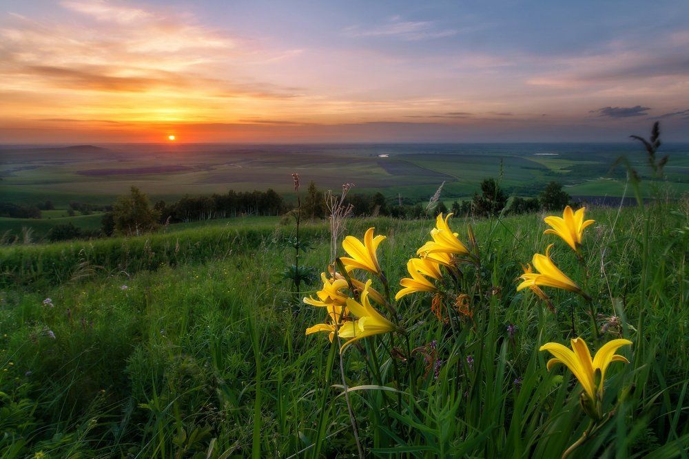 Лилейный закат