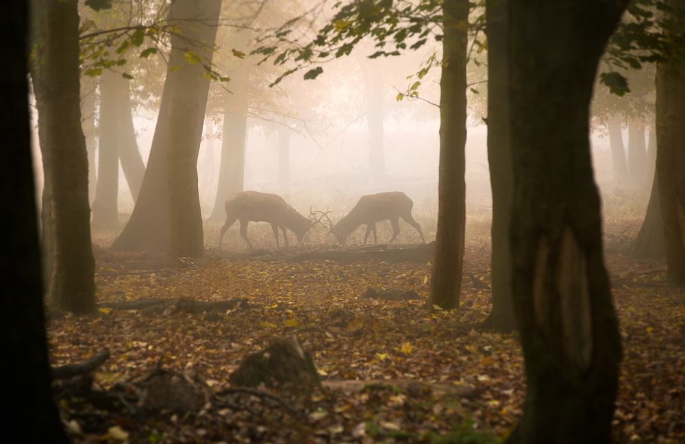 Борьба за власть