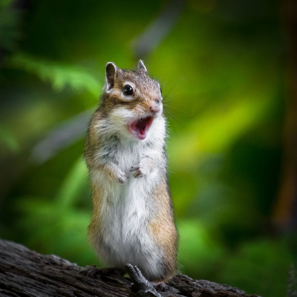 Лёлик!Всё пропало!