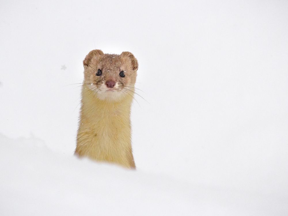 Солонгойчик и снежинка