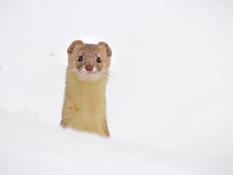 Александр, Kazakhstan