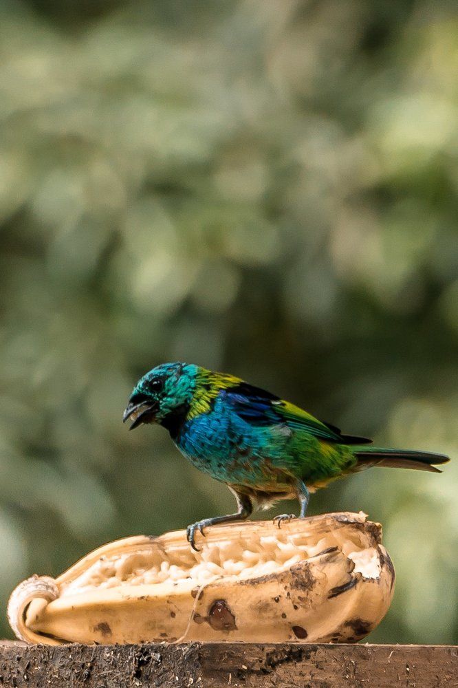 Green-headed Tanager