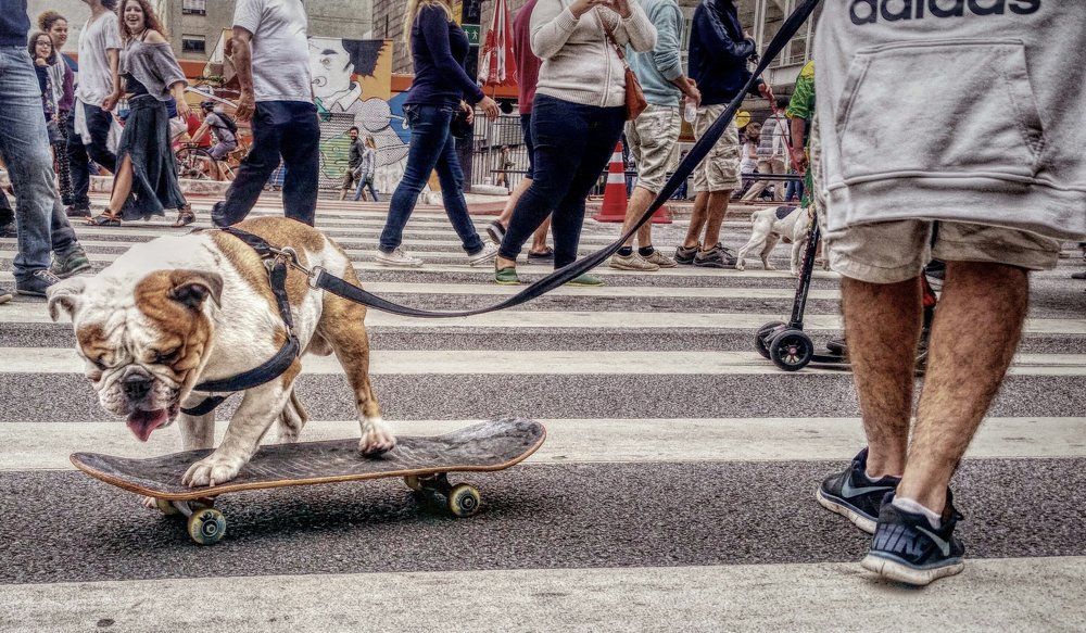 Skate Dog!