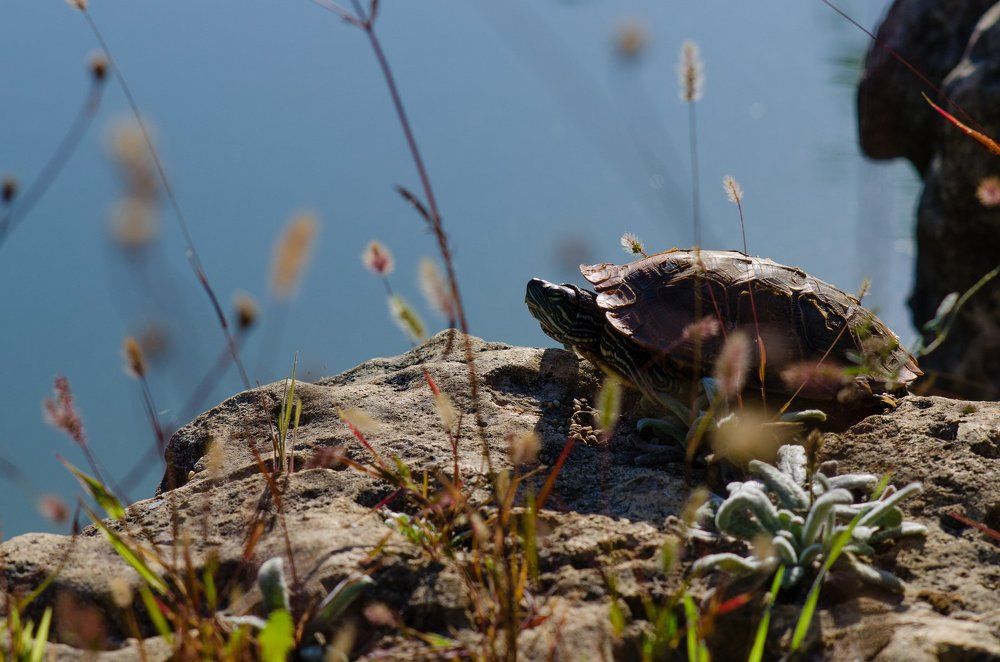 Под жарким Крымским солнцем
