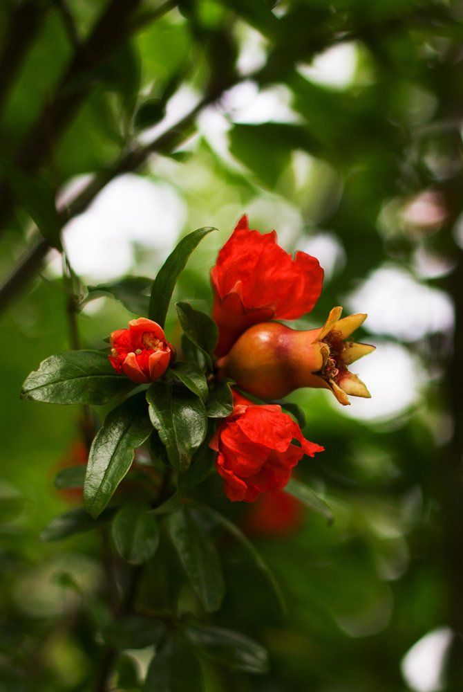 Сердце леса, фламенко.