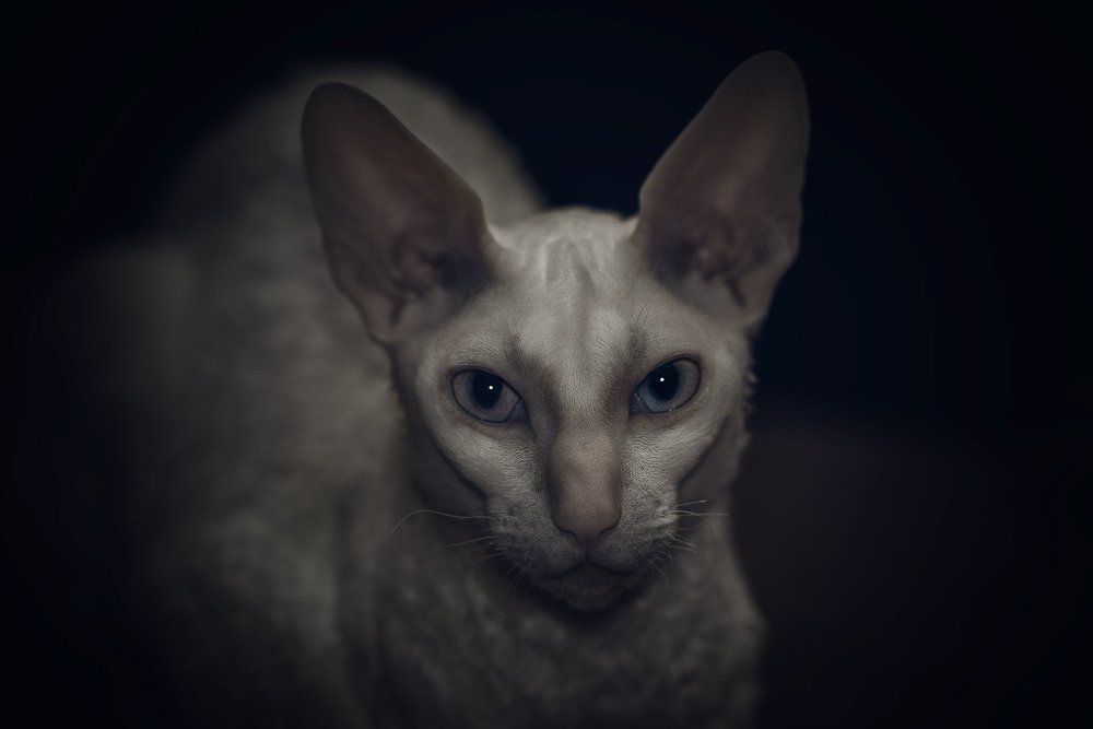 Прощальный