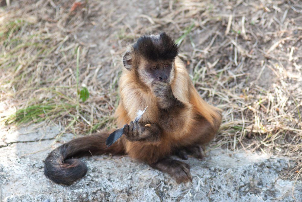 Рифма к слову банан?