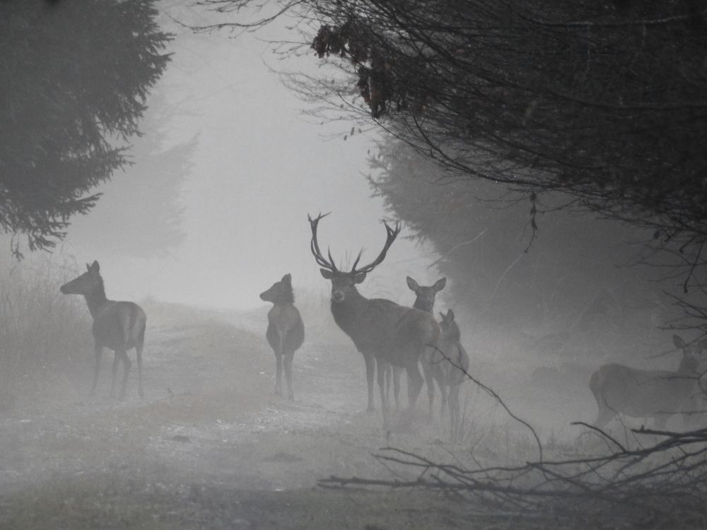 Встреча на рассвете