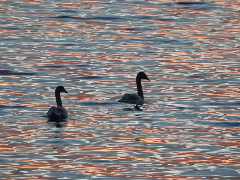 Пара на закате