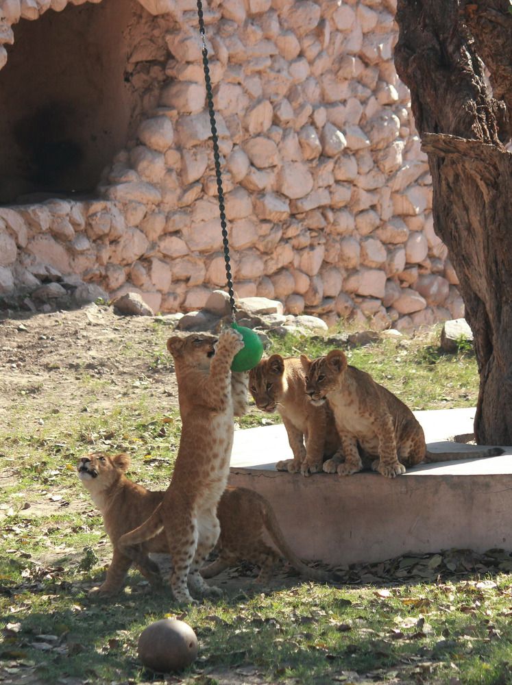 Cubs of lioness were in playful mood