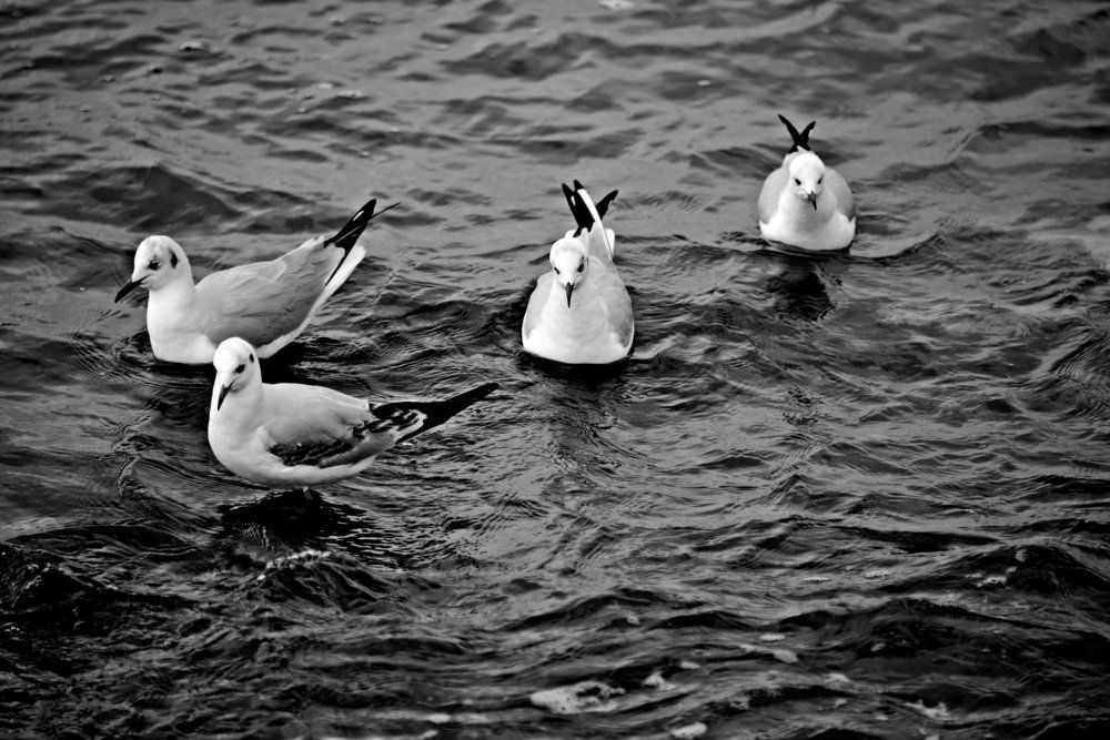 Чайки на Каспии