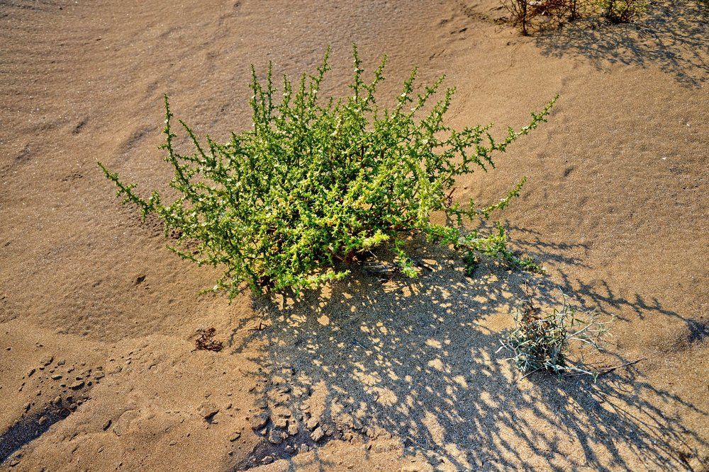 Жизнь пустыни