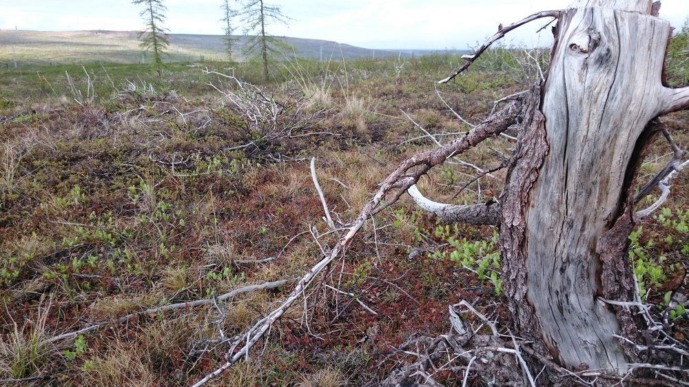 Коряга - "Леший".