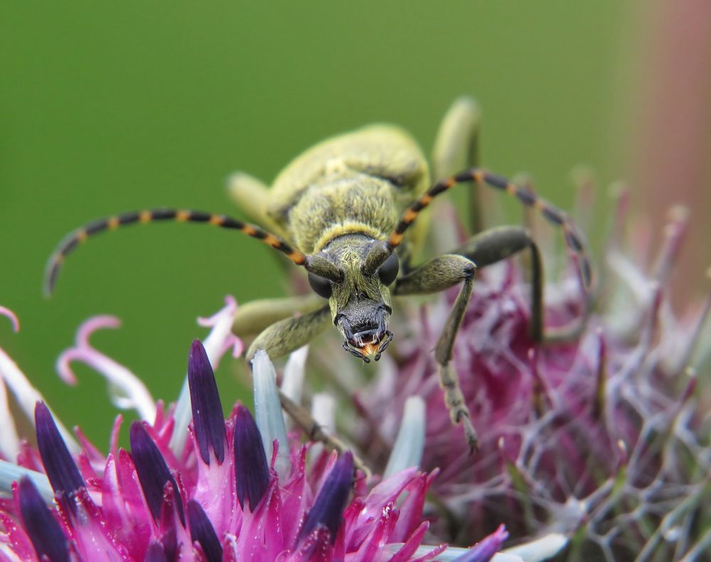 Грозный взгляд