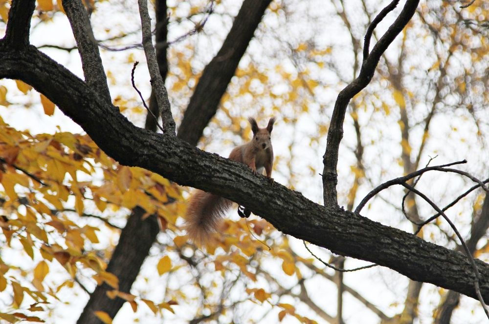 Красота и природа на острове Маргит !