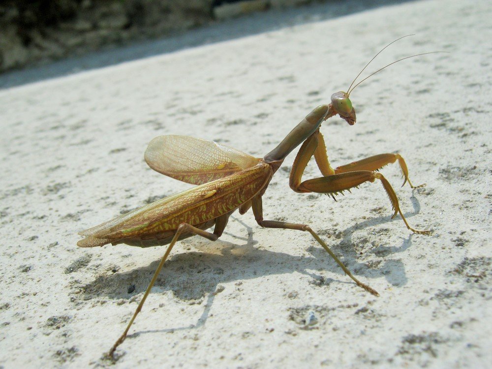 Восхождение