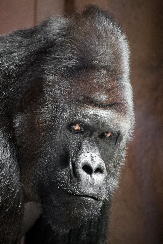 Взгляд собрата.