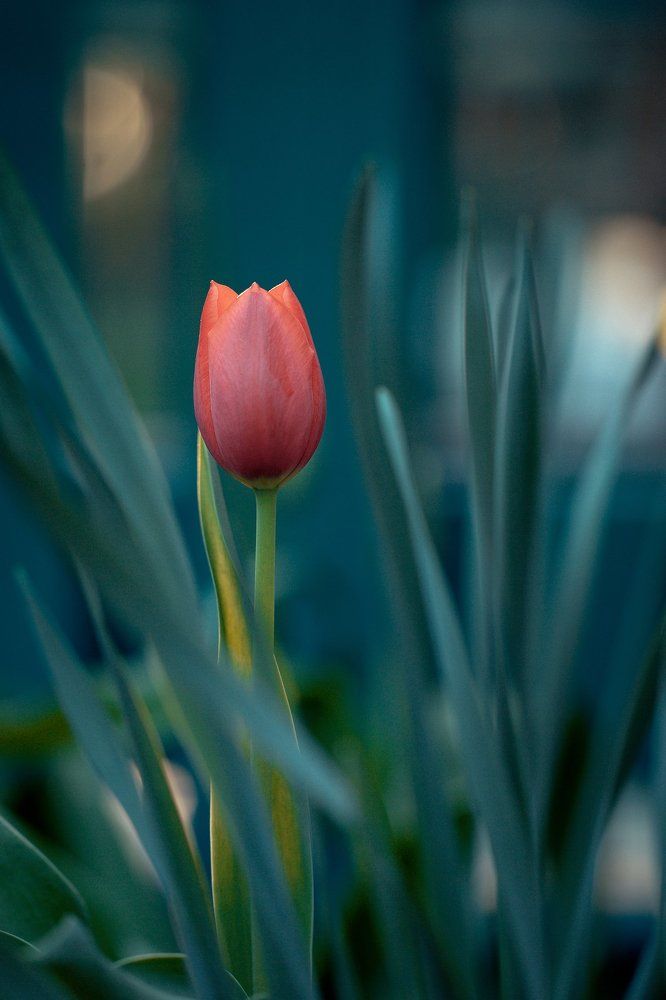 Медитация на тюльпан.