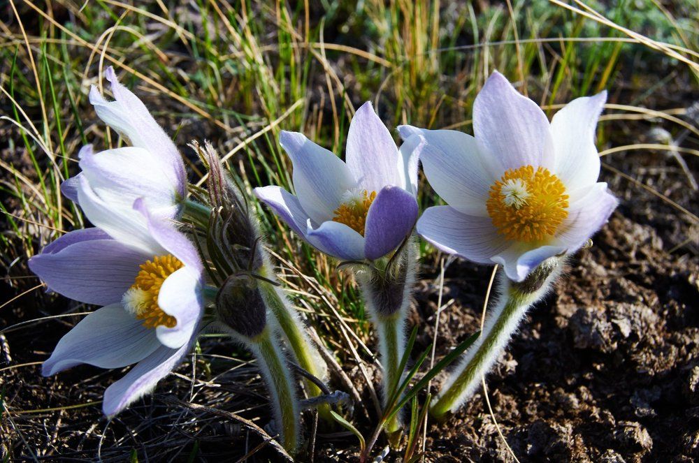 Подснежник