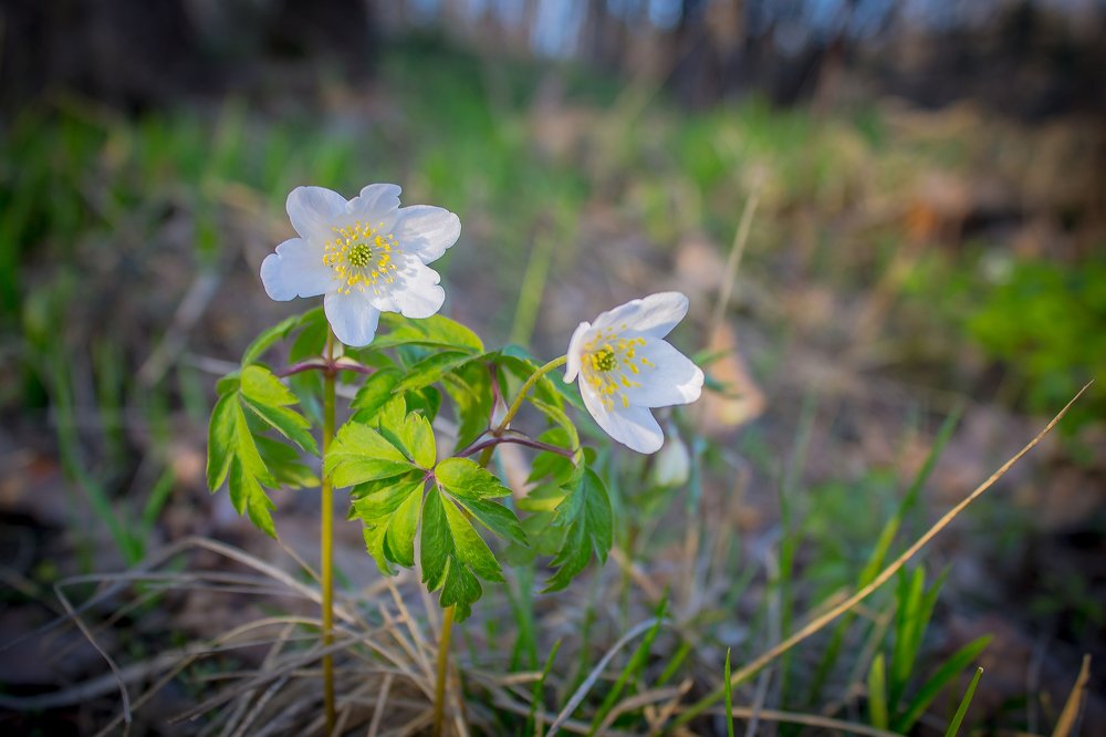 первоцветы