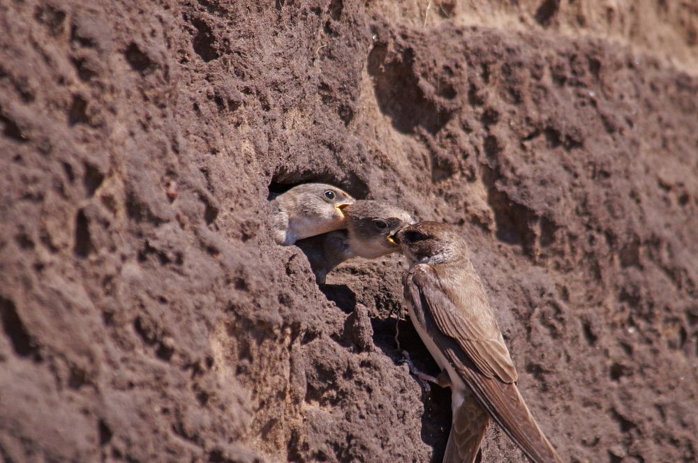 Живая конкуренция