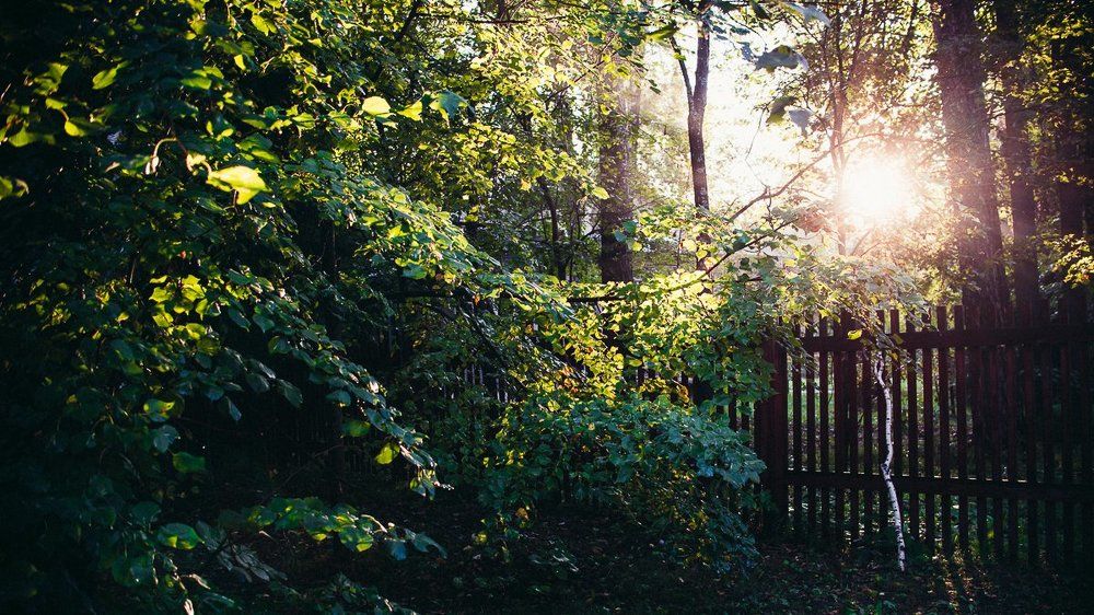 летний вечер