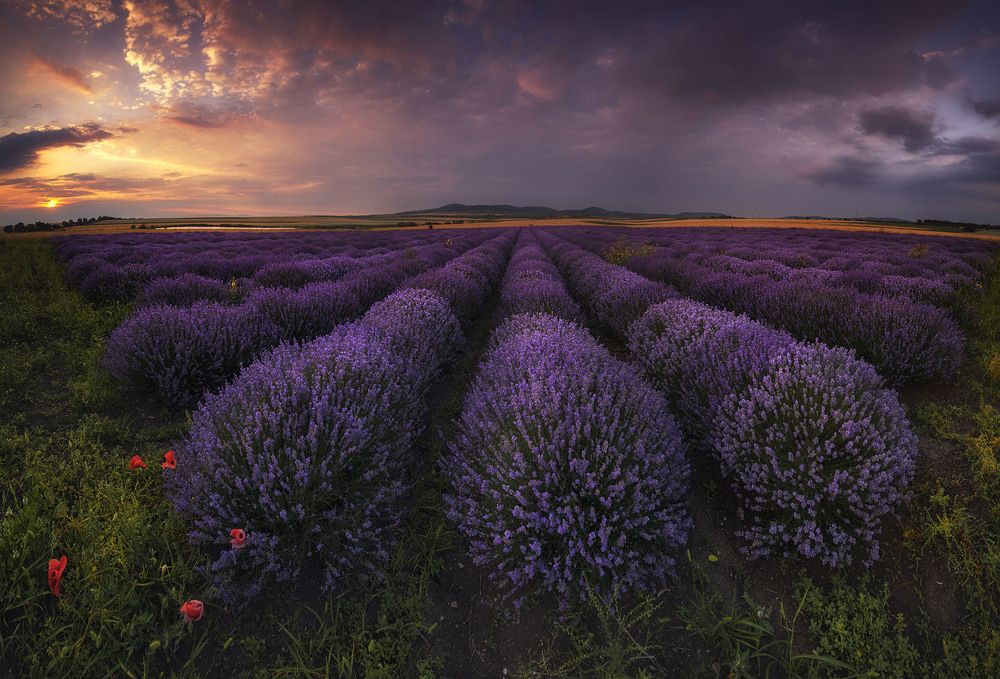 180 градусов лаванда