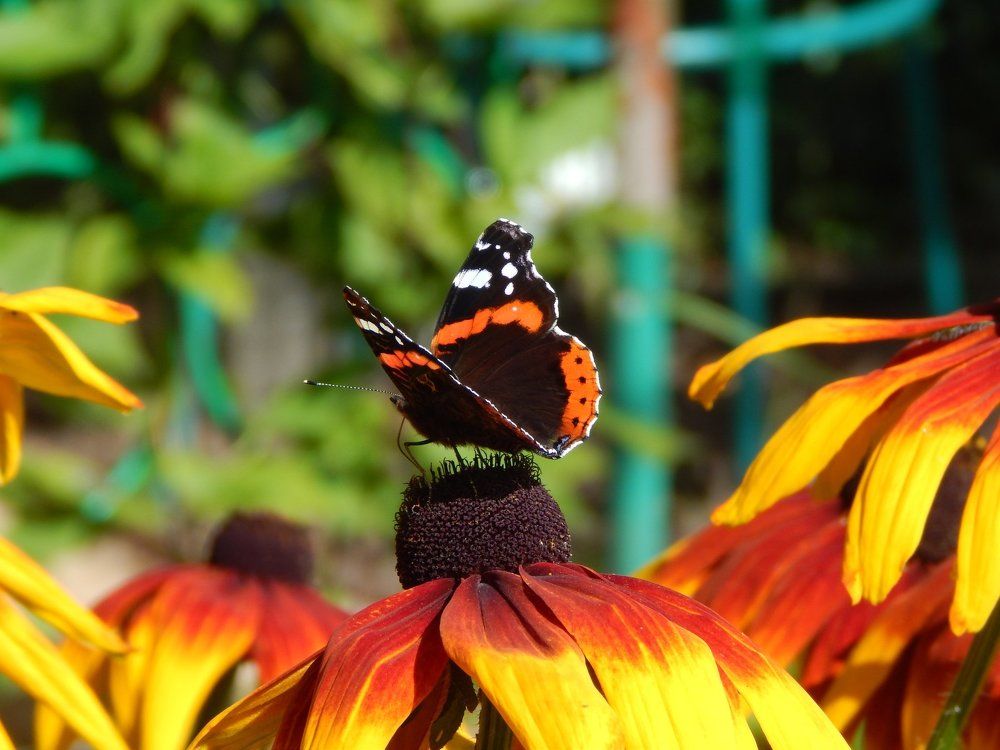 Прекрасная бабочка