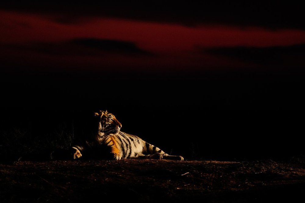 Tiger's night