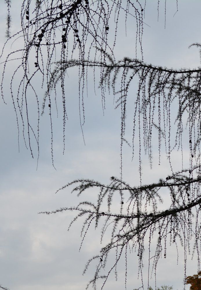 Опала листва. Весь мир одноцветен. Лишь ветер гудит. Басё.