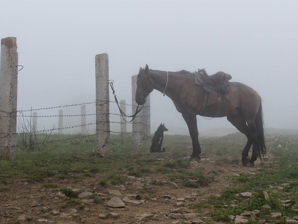 Задумчивое утро