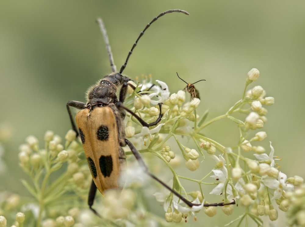Давид и Голиаф