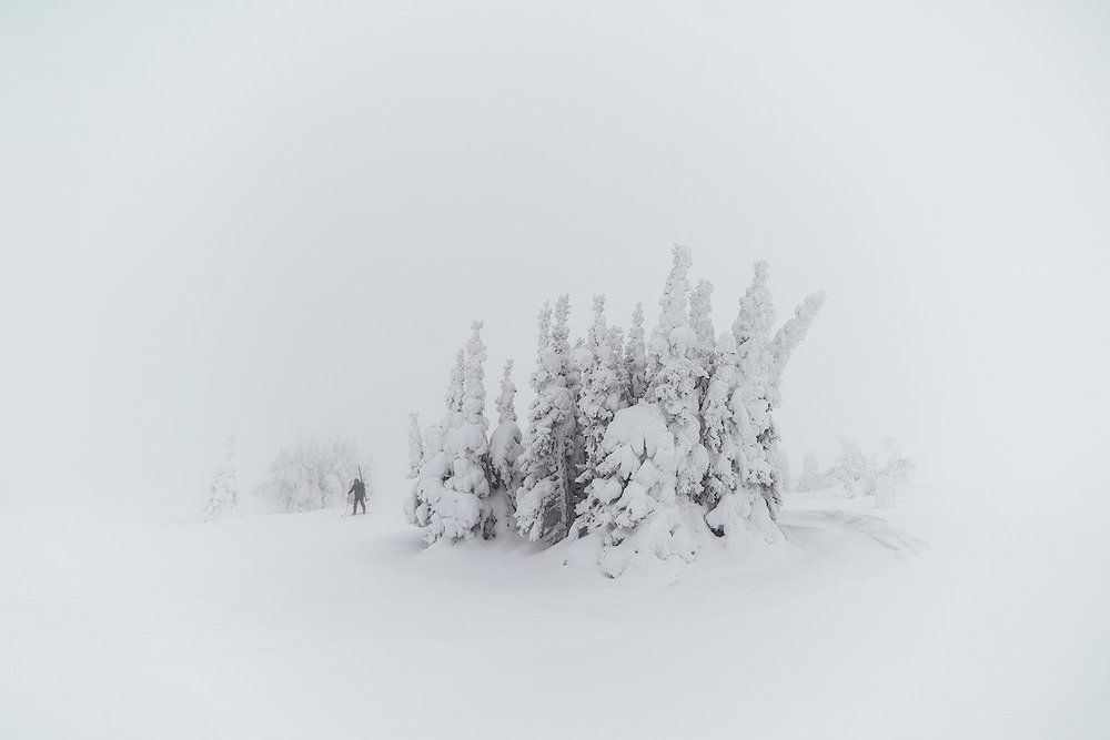 В молочном лесу