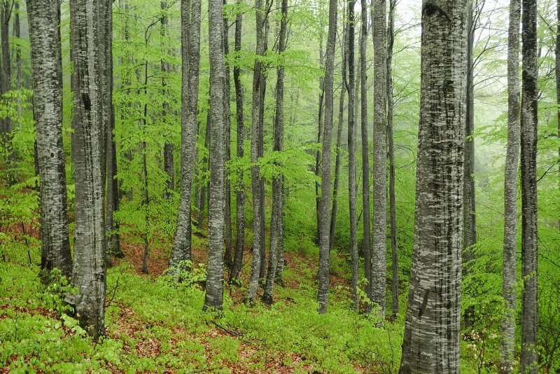 Green and grey