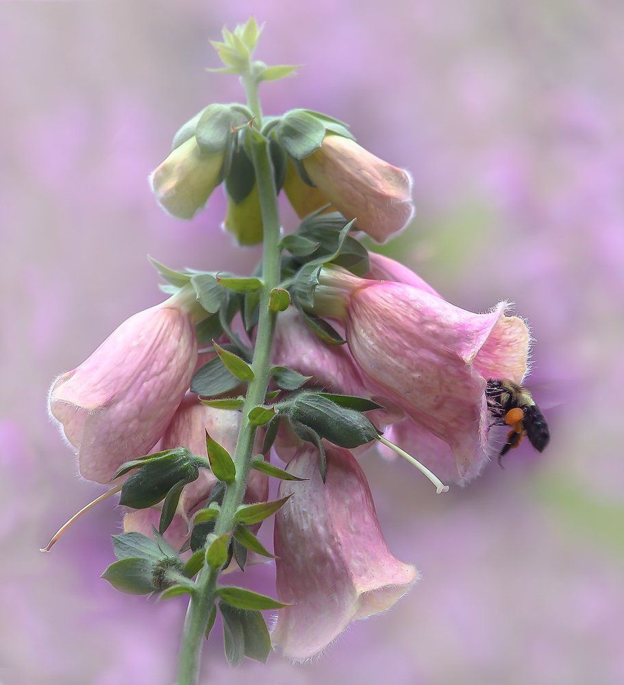 Сиреневый туман