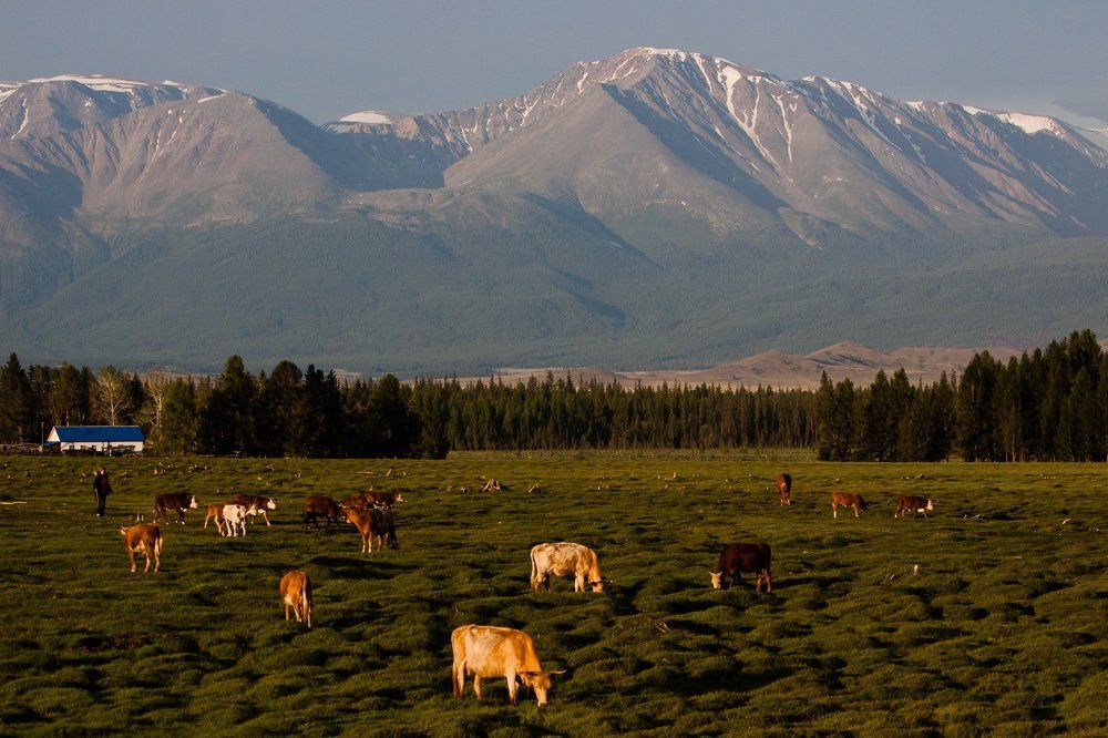 Утро в Курайской степи