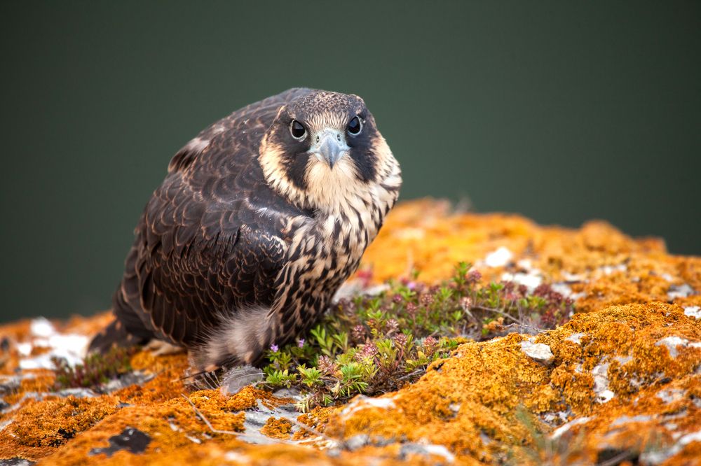 На золотом ковре