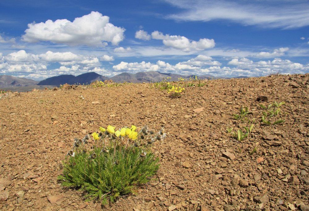 Цветы в горах