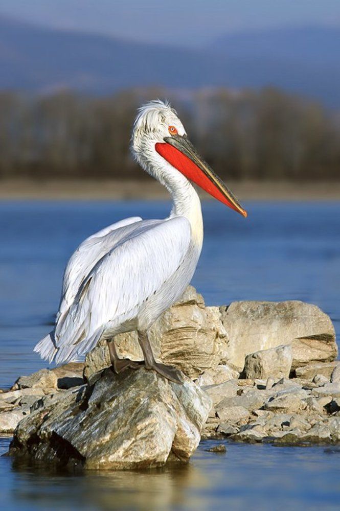 Pelecanus crispus