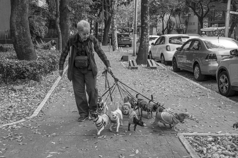 Doña Maricarmen Flores and her 11 pets