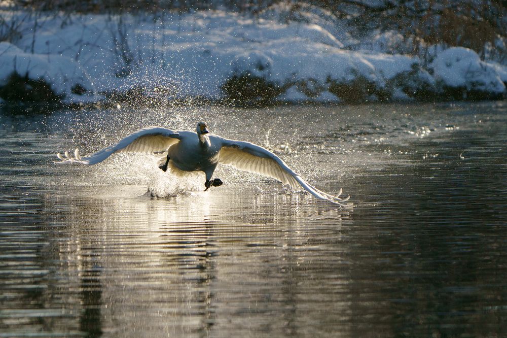 Зимняя сказка на лебедином озере-1