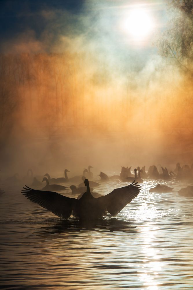 Тревожная элегантность