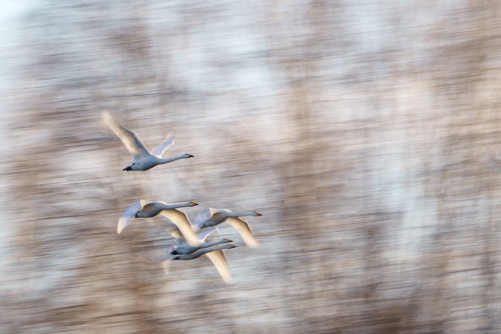 Зимняя сказка на лебедином озере-3