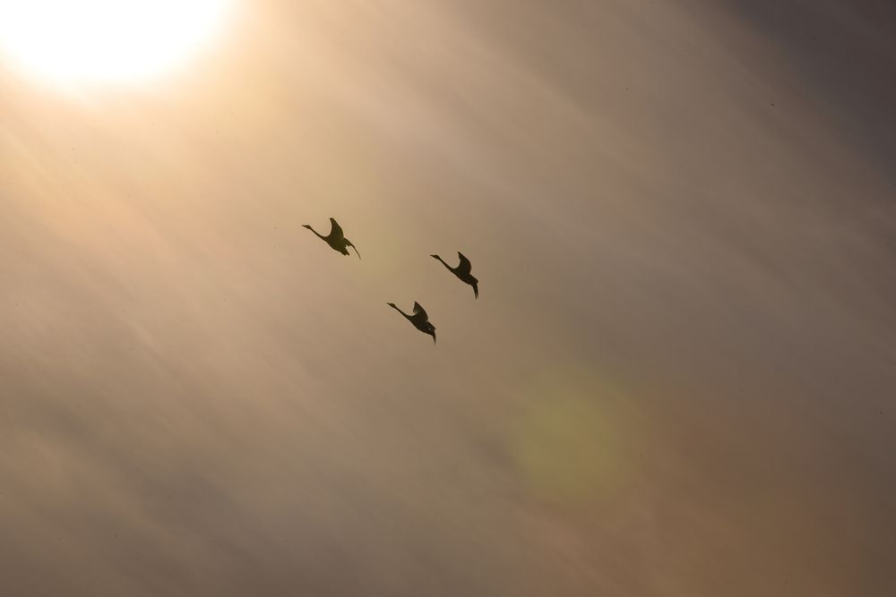 Зимняя сказка на лебедином озере-5