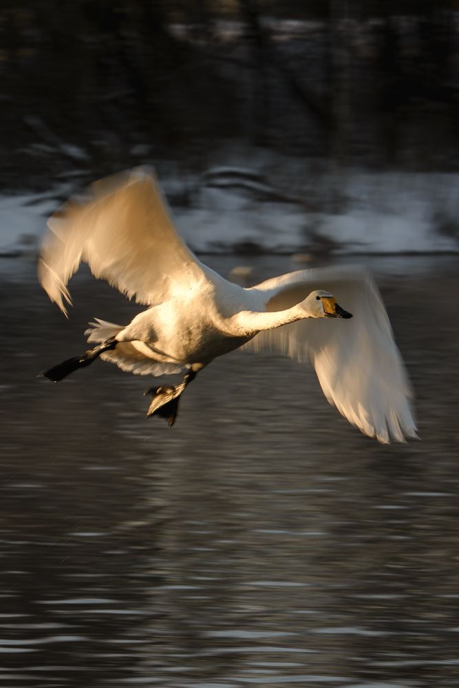 Зимняя сказка на лебедином озере-7