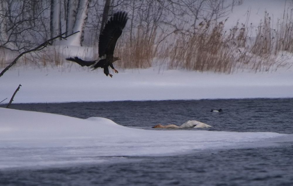 Трагическая смерть